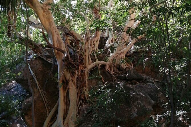 Hiking to Desert Palm Oases of San Carlos with a Biologist - Who Would Love This Experience?