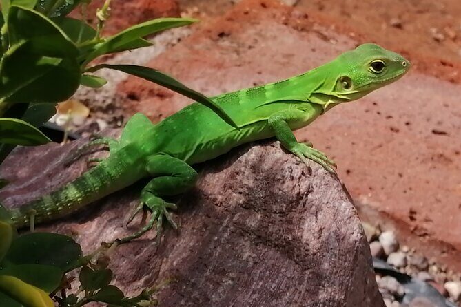 Hiking to Desert Palm Oases of San Carlos with a Biologist - Final Words