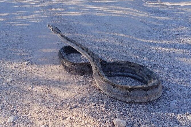 Hiking to Desert Palm Oases of San Carlos with a Biologist - FAQs