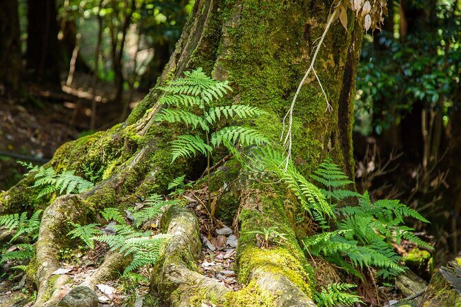 Hiking Tour for Sacred Sites in Kyoto with a Guide - FAQ