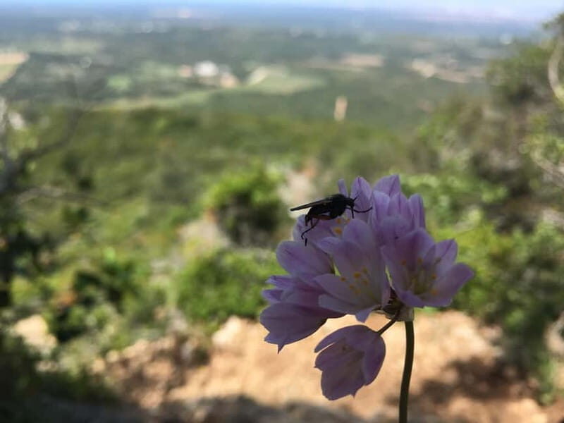 Hiking Tour to Top of Arrabida Mountain - FAQs