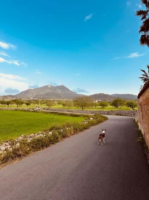 Hiking tour with a dream view of the former monastery of Sant Salvador, 3-4 hours. - FAQs