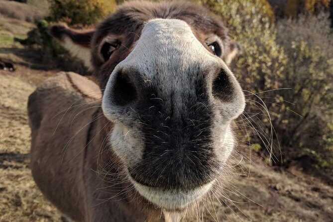 Hiking with donkeys - A Deep Dive into the Donkey Trekking Experience