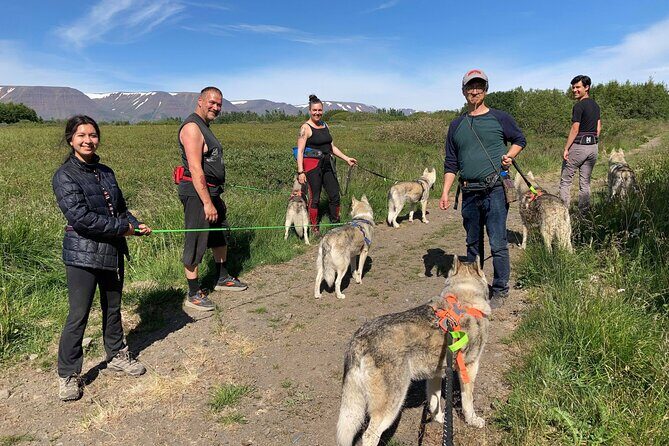 Hiking with Husky in Akureyri - Who Will Love This Experience?