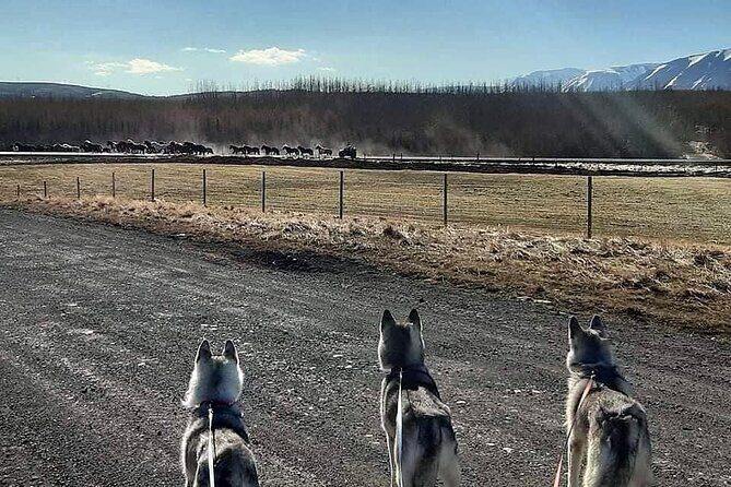 Hiking with Husky in Akureyri (private) - Hiking with Husky in Akureyri: A Personal Touch in Iceland’s North