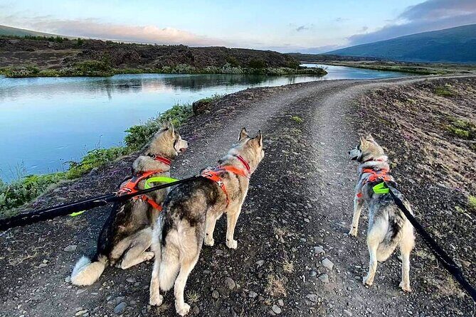Hiking with Husky in Akureyri (private) - Key Points