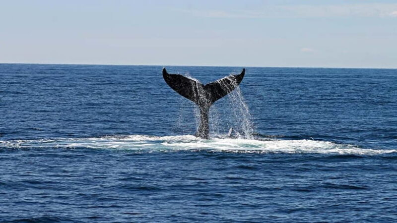 Hikkaduwa/Galle/Ahangama: Whale Watching Tour in Mirissa - Hikkaduwa/Galle/Ahangama: Whale Watching Tour in Mirissa