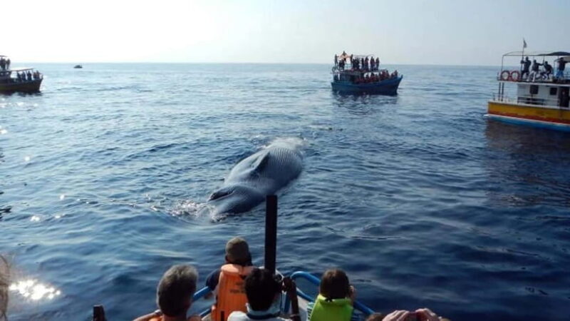 Hikkaduwa/Galle/Ahangama: Whale Watching Tour in Mirissa - Final Thoughts