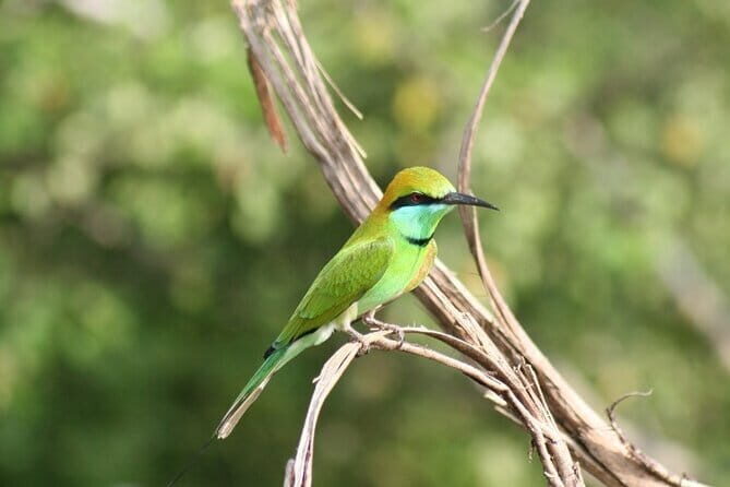 Hikkaduwa/ Galle/ Mirissa : With Udawalawe safari - Day trip - The Experience in Detail