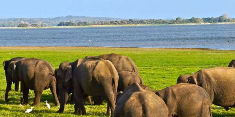 Hikkaduwa/Galle/Unawatuna/Mirissa: Udawalawa Safari - Who Should Consider This Tour?