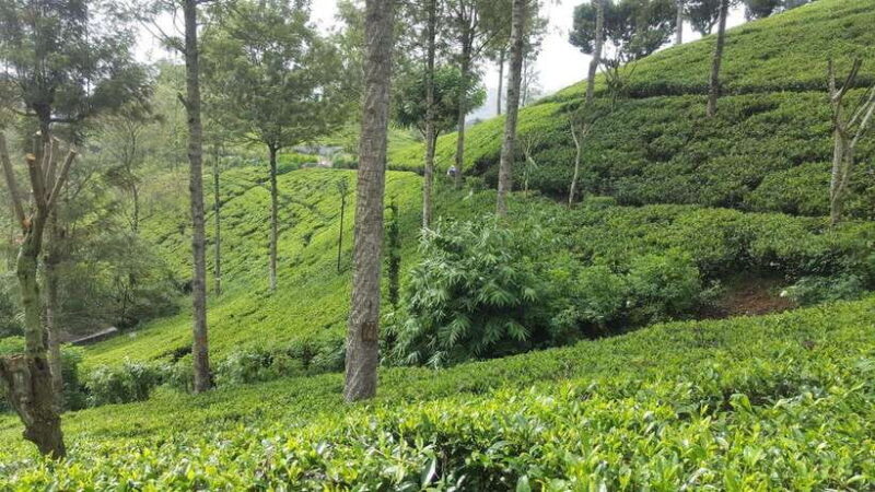 Hikkaduwa/Galle/Weligama/Mirissa: Day Trip to Ella Highlands - A Deep Dive into the Experience