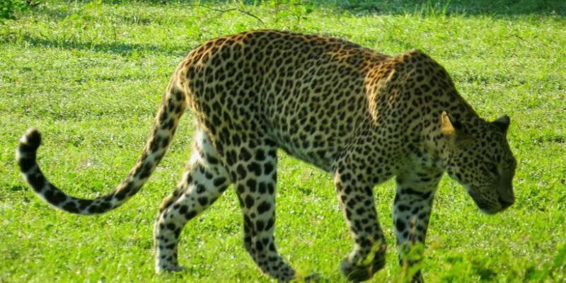 Hikkaduwa: Yala National Park Safari with Hotel Pickup - Pricing and Value
