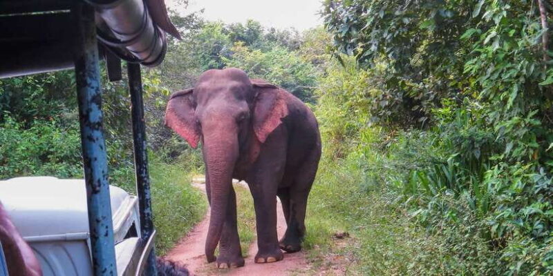 Hikkaduwa: Yala National Park Safari with Hotel Pickup - Who Should Consider This Tour?