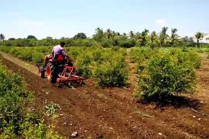 Hill station farm house stay - A Deep Dive into the Kerala Farm Stay Experience