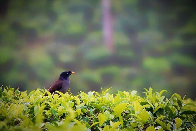 Hill Station Tour from Coimbatore to Valparai - 2 days - A Closer Look at the Coimbatore to Valparai Tour