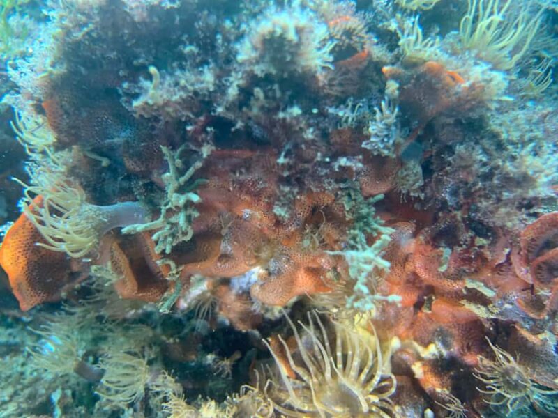 Hilo: 2 Tank Remote Reefs Diving Trip with Snacks and Drinks - An In-Depth Look at the Hilo Remote Reefs 2-Tank Tour