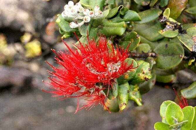 Hilo and Volcano National Park Tour for Cruise Passengers at port - Discovering the Big Island: An In-Depth Review
