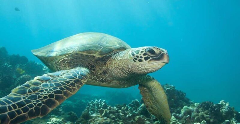 Hilo: Sea Turtle Lagoon and Black Sand Beach Snorkel - Authentic Encounters and Real Reviews
