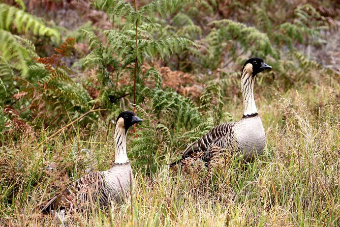 Hilo Shore Excursion: Active Volcano, Lava Tube, Waterfall and Gardens - Who Will Love This Tour?