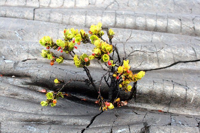 Hilo Shore Excursion: Active Volcano, Lava Tube, Waterfall and Gardens - Frequently Asked Questions