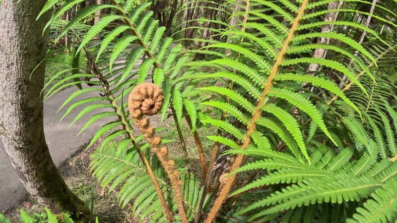 Hilo: Volcanoes National Park & Black Sand Beach - The Sum Up