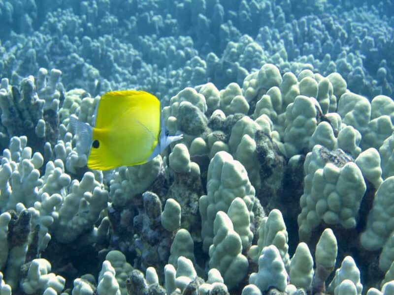 Hilo's Tropical Reef & Wildlife Boat Snorkel Adventure - A Deep Dive into the Hilo Snorkel Experience