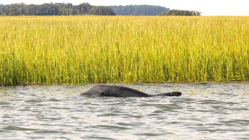 Hilton Head: 2 Hour Private Dolphin Tour - Discover Hilton Head’s Coastal Charm with a Private Dolphin Tour