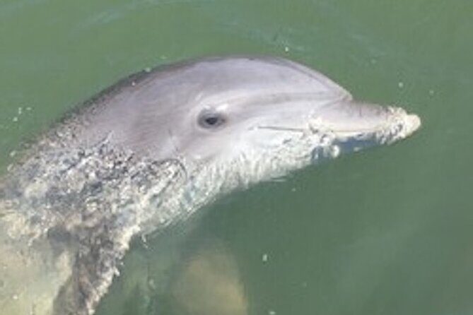 Hilton Head Dolphin Tour with Stop at Disappearing Island - Hilton Head Dolphin Tour with Stop at Disappearing Island: An Authentic Coastal Adventure