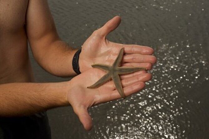 Hilton Head Dolphin Tour with Stop at Disappearing Island - Key Points