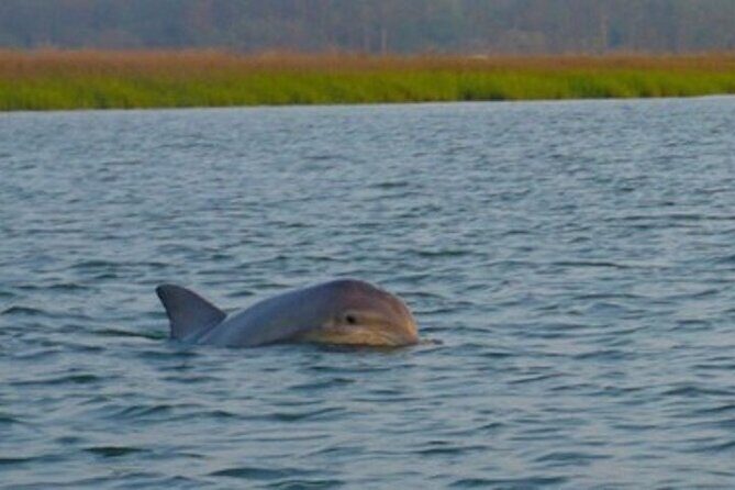 Hilton Head Dolphin Tour with Stop at Disappearing Island - Analyzing the Value: Is It Worth It?