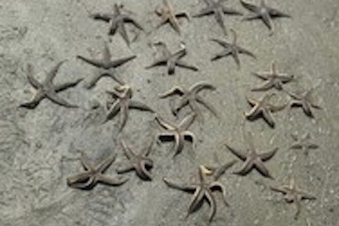 Hilton Head Dolphin Tour with Stop at Disappearing Island - What to Expect and Tips for a Great Experience