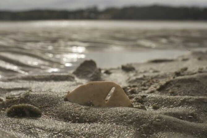 Hilton Head Dolphin Tour with Stop at Disappearing Island - Who Would Enjoy This Tour?