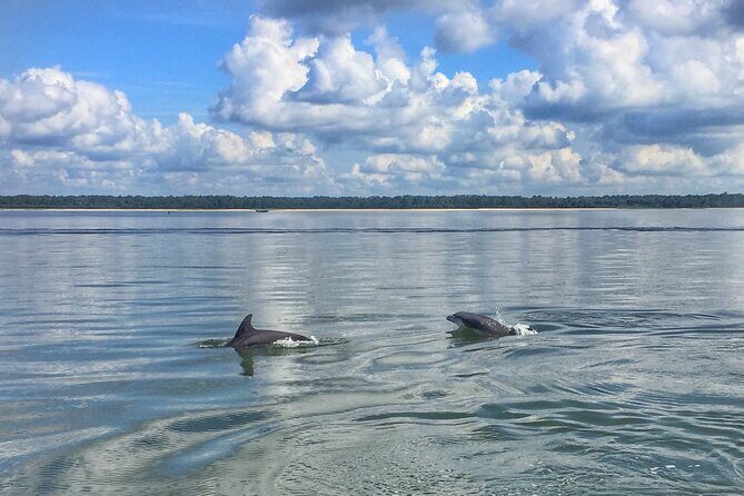 Hilton Head Dolphin Tour with Stop at Disappearing Island - The Sum Up