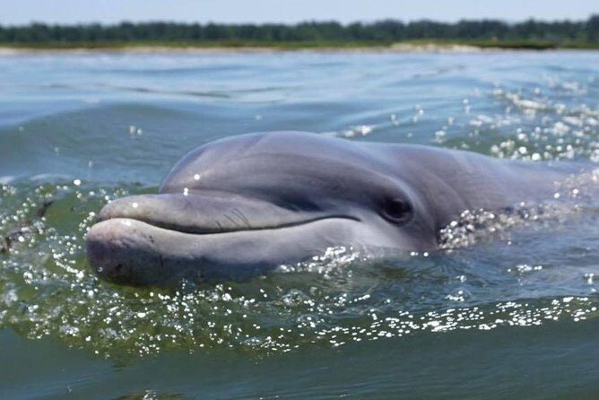 Hilton Head Guided Kayak Eco Tour - An In-Depth Look at Hilton Head’s Kayak Eco Tour