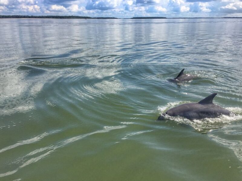 Hilton Head Island: 2-Hour Guided Creek Cat Tour - Key Points