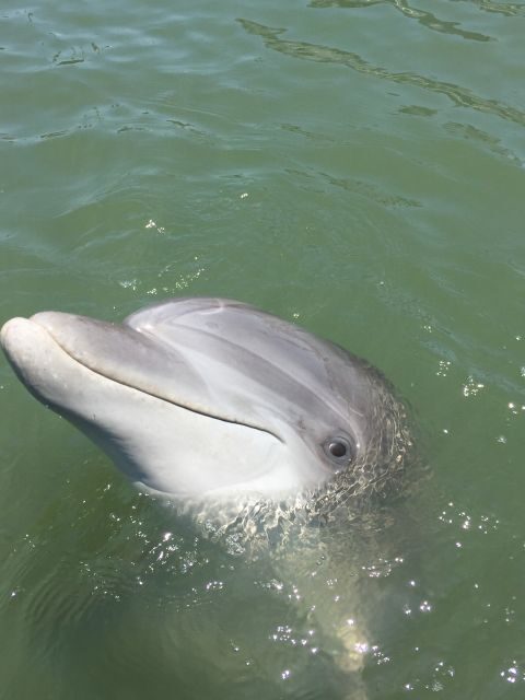 Hilton Head Island: 2-Hour Guided Creek Cat Tour - FAQ