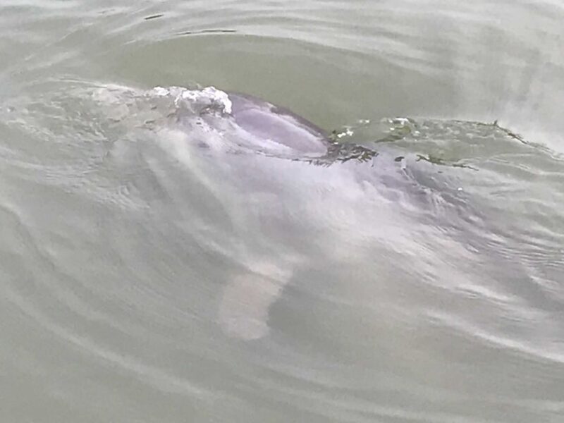 Hilton Head Island: 90-Minute Dolphin & Nature Tour - An In-Depth Look at the Hilton Head Dolphin & Nature Tour