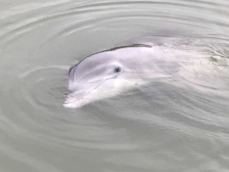 Hilton Head Island: 90-Minute Dolphin & Nature Tour - FAQ