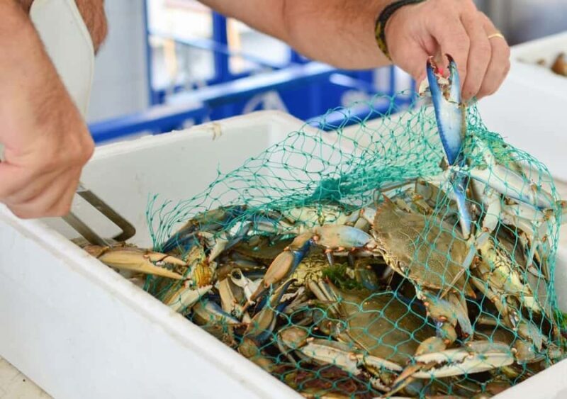 Hilton Head Island: Crabbing Expedition Boat Tour - The Itinerary and Experience in Detail