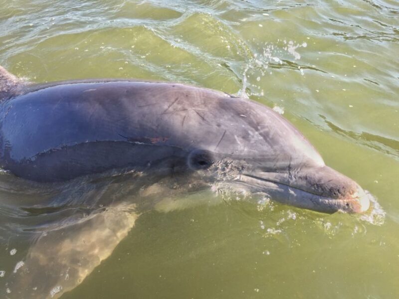Hilton Head Island: Daytime Dolphin Watching Boat Tour - Why this dolphin tour is worth considering