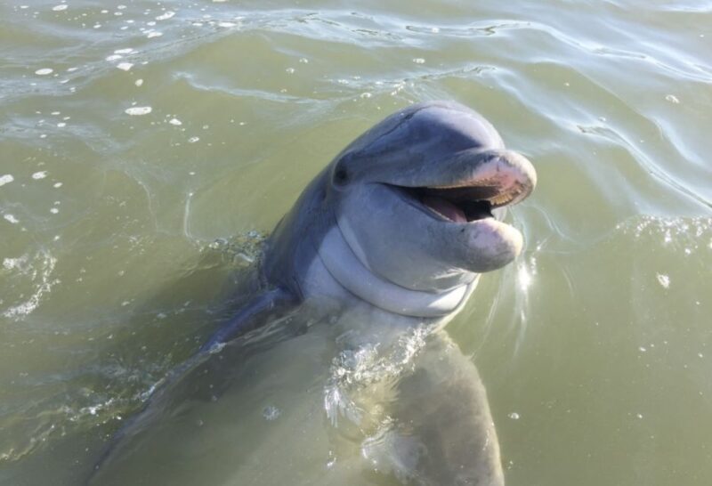 Hilton Head Island: Daytime Dolphin Watching Boat Tour - The authentic experience as told by travelers