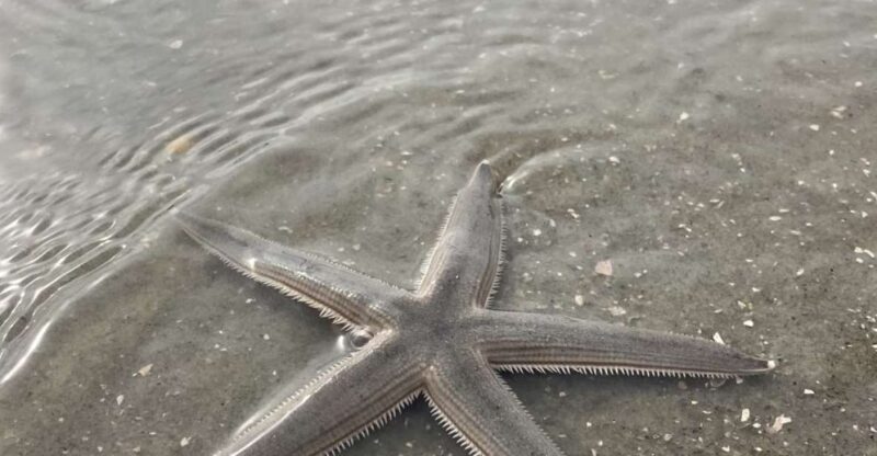 Hilton Head Island: Disappearing Island and Dolphin Tour - Who Should Book This Tour?