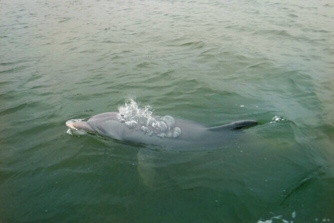 Hilton Head Island Dolphin Boat Cruise - Practical Tips and Considerations