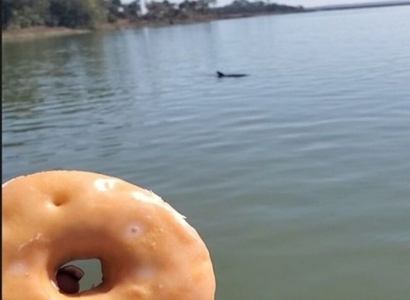 Hilton Head Island: Dolphin Watching Cruise with Donuts - Exploring Hilton Head’s Waterways: A Practical Overview