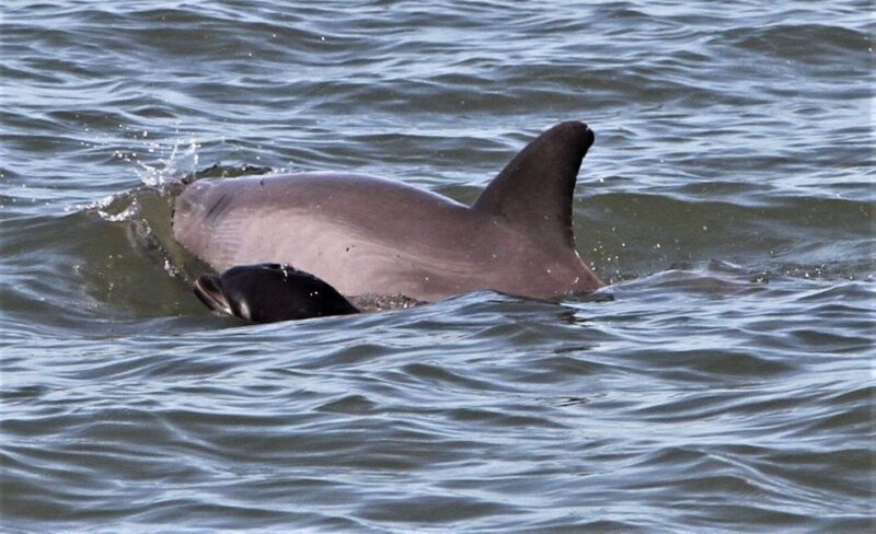 Hilton Head Island: Dolphin Watching Cruise with Donuts - Pricing and Value