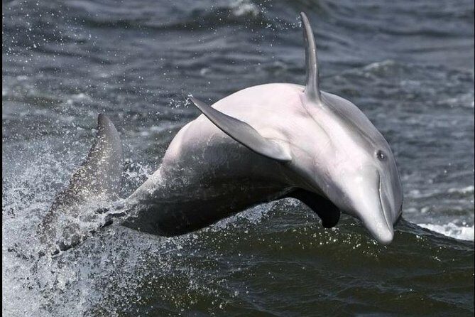 Hilton Head Island Dolphin Watching Nature Cruise - Wildlife & Landmarks: The Highlights