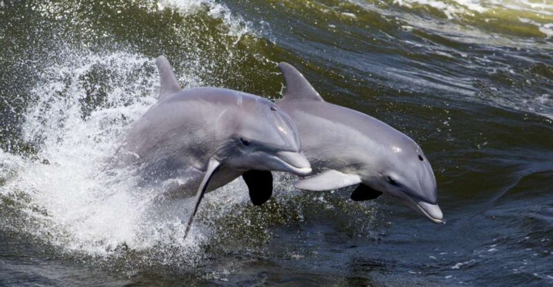 Hilton Head Island: Ocean Dolphin Cruise - An Authentic Look at Hilton Heads Ocean Dolphin Cruise