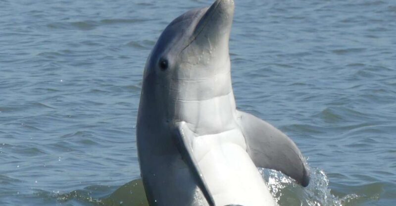 Hilton Head Island: Private Dolphin and Nature Tour - An Honest Look at the Hilton Head Dolphin and Nature Tour