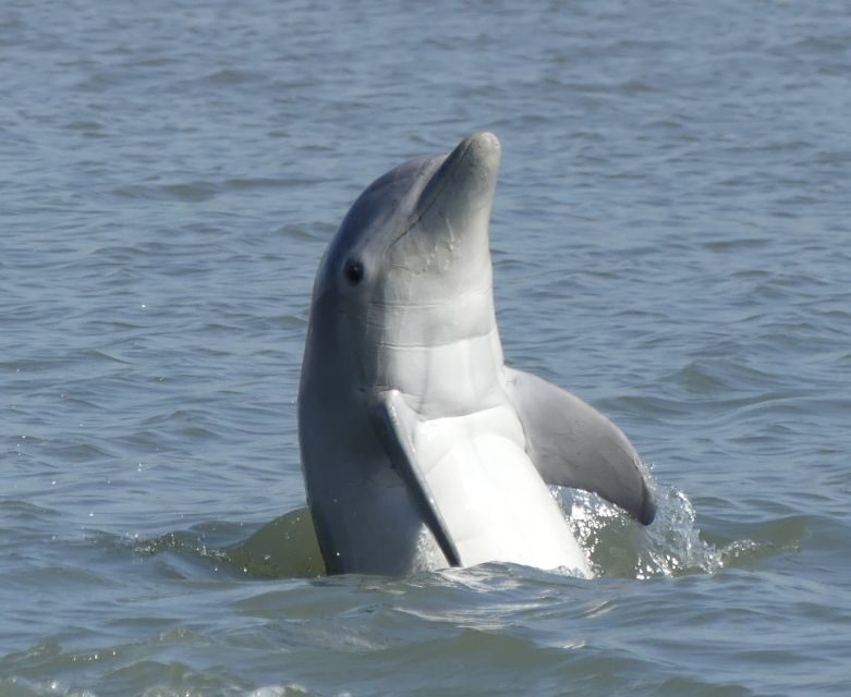 Hilton Head Island: Private Dolphin and Nature Tour - FAQ