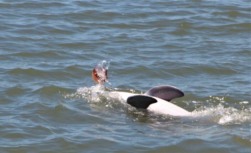 Hilton Head Island: Private Dolphin Watching Boat Tour - Final Thoughts